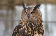 Two owls stolen in overnight open farm robbery