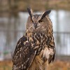 Two owls stolen in overnight open farm robbery