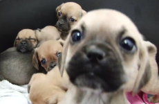 This video of the 116 puppies rescued at Dublin Port will make your day