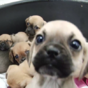This video of the 116 puppies rescued at Dublin Port will make your day