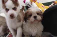 This adorable video of the 116 puppies rescued at Dublin Port is essential viewing