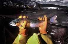 Decision on Galway Bay salmon farm expected before the summer