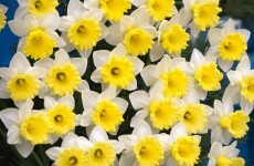 Do not eat: Supermarkets warned to keep daffodils away from fruit and veg