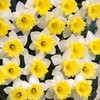 Do not eat: Supermarkets warned to keep daffodils away from fruit and veg