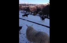This confused lamb was raised with collies and thinks she's a dog