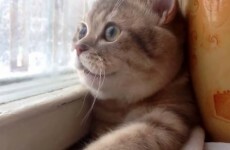 What unspeakable horrors has this cat seen?