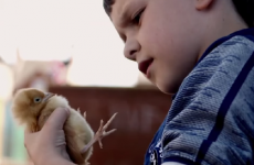 A Belfast film about two boys and their pet chickens took home a Bafta