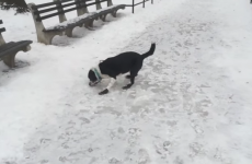 Man laughs at dog slipping on ice, gets instant karma