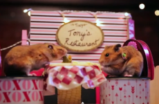 These tiny hamsters on a tiny date just put all your Valentine's plans to shame