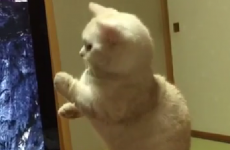 Just a kitten, getting mightily spooked by a DVD