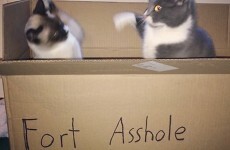 Every cat owner in the land will appreciate this