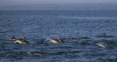 Pics: These cool Hook Head dolphins will (almost) make you want to take a dip