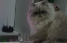 World's rudest cat defies owner, knocks glass off table