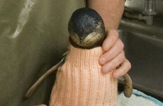 The oldest man in Australia spends his time knitting tiny jumpers for tiny penguins