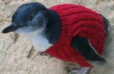 The oldest man in Australia spends his time knitting tiny jumpers for tiny penguins