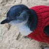 The oldest man in Australia spends his time knitting tiny jumpers for tiny penguins