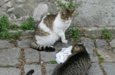 Diplomatic wrangling over US embassy's cat problem in Kabul
