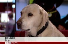 This BBC News caption is both simple and brilliant