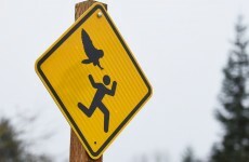 Think our seagulls are bad? Try being attacked by an angry owl