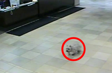 This little dog walked 20 blocks to visit her owner in hospital