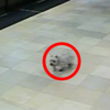 This little dog walked 20 blocks to visit her owner in hospital