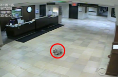 This little dog walked 20 blocks to visit her owner in hospital