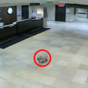 This little dog walked 20 blocks to visit her owner in hospital