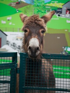 In pictures: Frocks, hats, donkeys and lovely ladies at the Dublin Horse Show