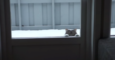 Cat hassles owners non-stop to come out and play in the snow