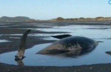 "We're trying to keep the rest alive": 100 whales die on New Zealand beach