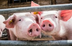 You may have been told your rashers are Irish, but they're often not