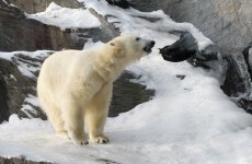 Teenage boy mauled to death by polar bear in Norway