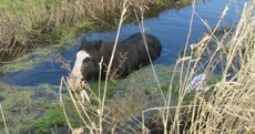 PHOTOS: Cork firefighters rescue horse stuck in river