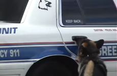 This police dog can get in and out of a squad car all by himself