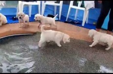 Puppies going for their first swim is all you need to see this morning