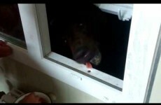 Worst idea ever? - Russian guy feeds massive bear from his window