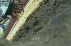 Australian greyhound trainers use live animals to be torn apart by dogs