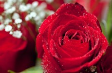 Woman receives Valentines Day flowers from her husband... who passed away last July