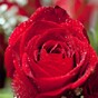 Woman receives Valentines Day flowers from her husband... who passed away last July
