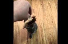 Every younger sibling will understand this little cat's toy plight