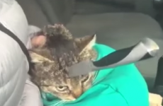 Tough stray cat miraculously survives kitchen knife in its skull