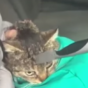 Tough stray cat miraculously survives kitchen knife in its skull