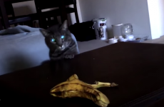Who knew cats and bananas were such mortal enemies?