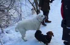 Old Labrador thinks it's his job to walk younger dachshund