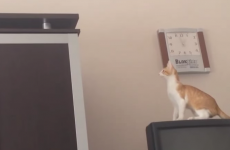 Cat makes a complete hames of jumping onto the wardrobe
