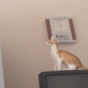 Cat makes a complete hames of jumping onto the wardrobe
