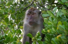 Couple to leave all their money to their pet monkey