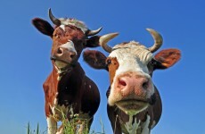 Seen any stolen cows recently? It could earn you €10,000