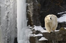 Teenage victim of Norway polar bear attack named