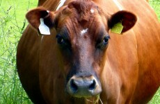 After 15 years, China has lifted its ban on Irish beef